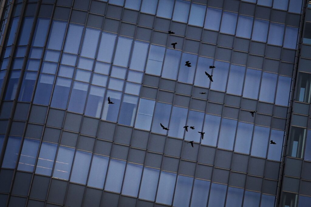 ビルの前を飛ぶ鳥（撮影：ミキ亜生）